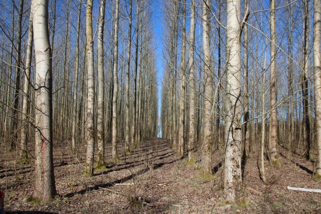 en skog av planterade träd i raka rader