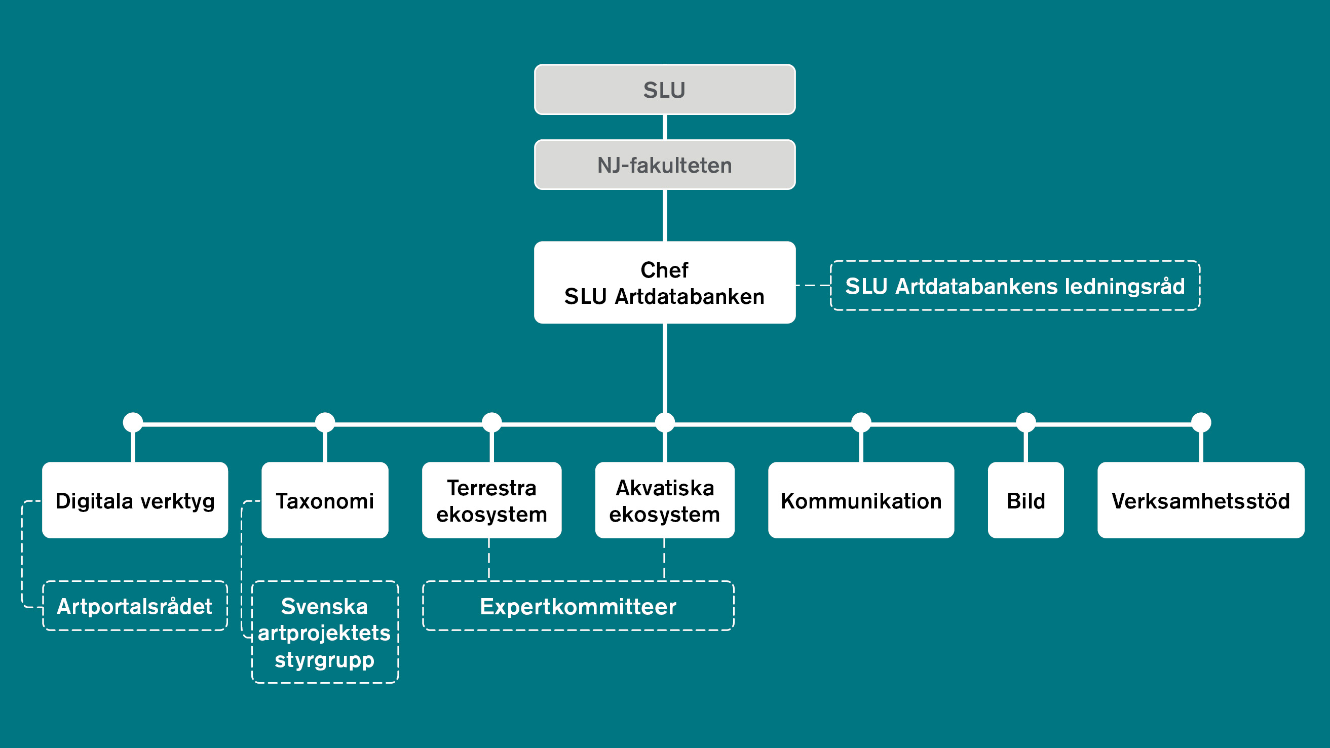 Organisationsschema för SLU Artdatabanken med SLU, NJ-fakulteten, chef, enheter och styrande grupper. Grafik