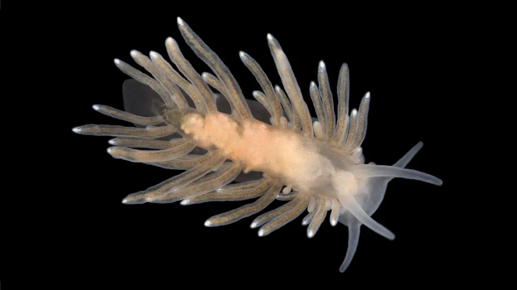 Yellow-brown mollusk with protruding, finger-like parts against a black background. Photo
