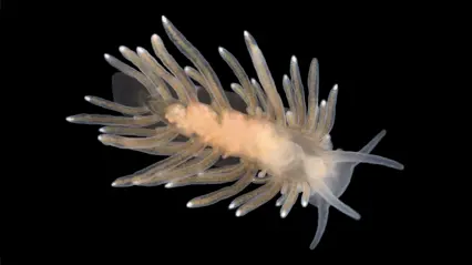 Yellow-brown mollusk with protruding, finger-like parts against a black background. Photo