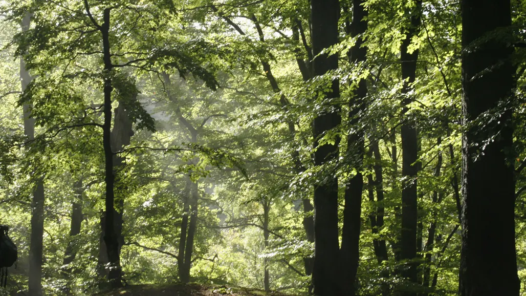 Beech forest at Söderåsen, Skåne. Photo