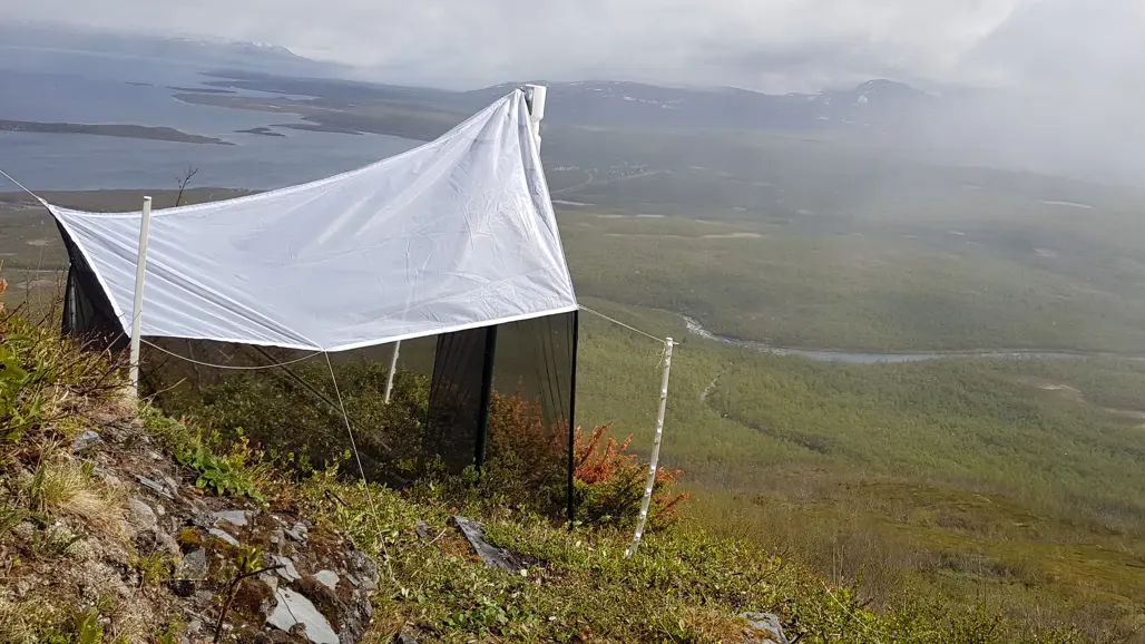 Tältliknande insektsfälla uppe på fjäll. Foto
