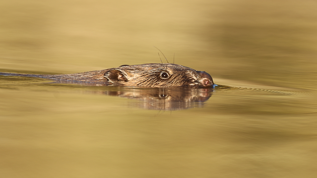 Bäver simmar i vatten.