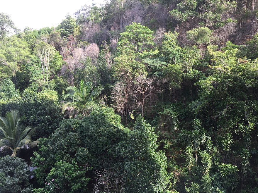 rainforest