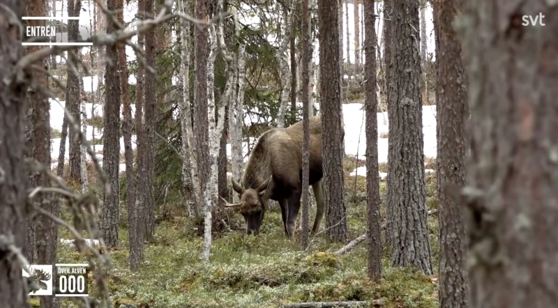 Älg med ett horn betar i skog.