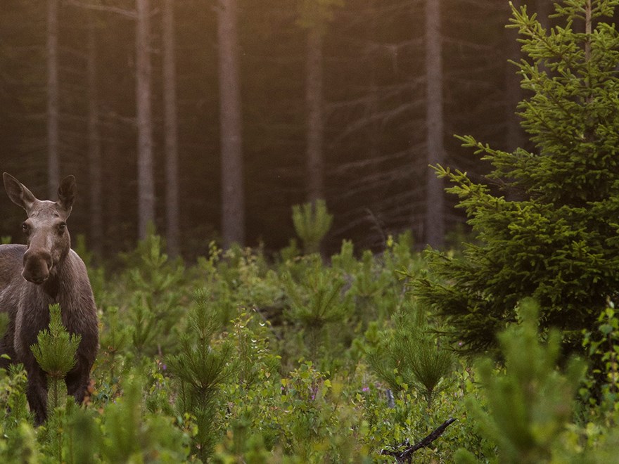 Älg i sly i sommarnattsljus