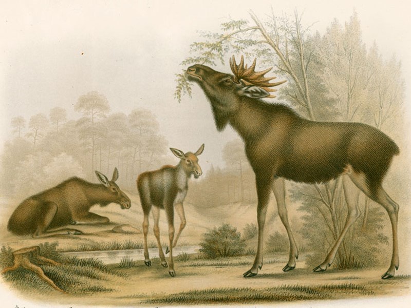 Illustration älgtjur, älgko och kalv.
