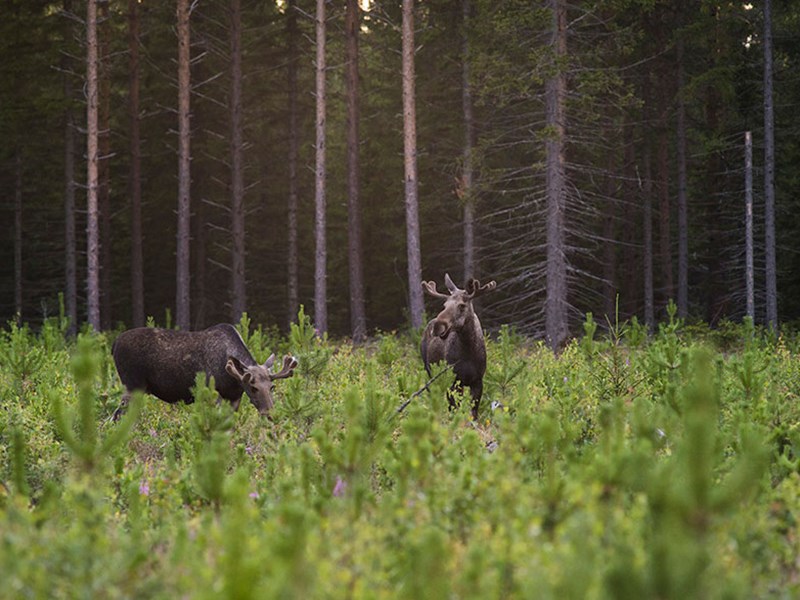 Älg i skogsglänta.