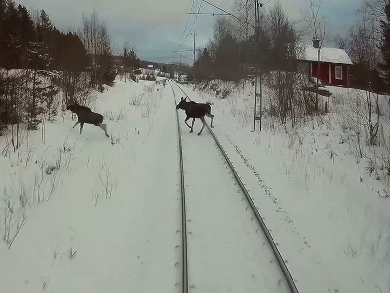 Två älgar på ett järnvägsspår.