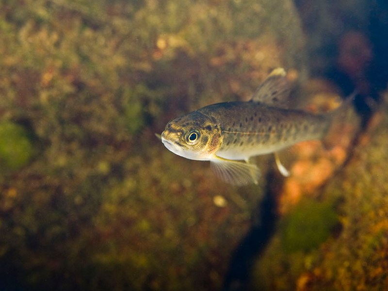 Fisk fotad under vattenytan.