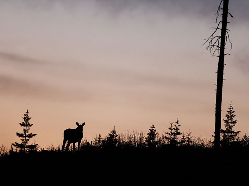 Silhuett av älg  i ungskog.