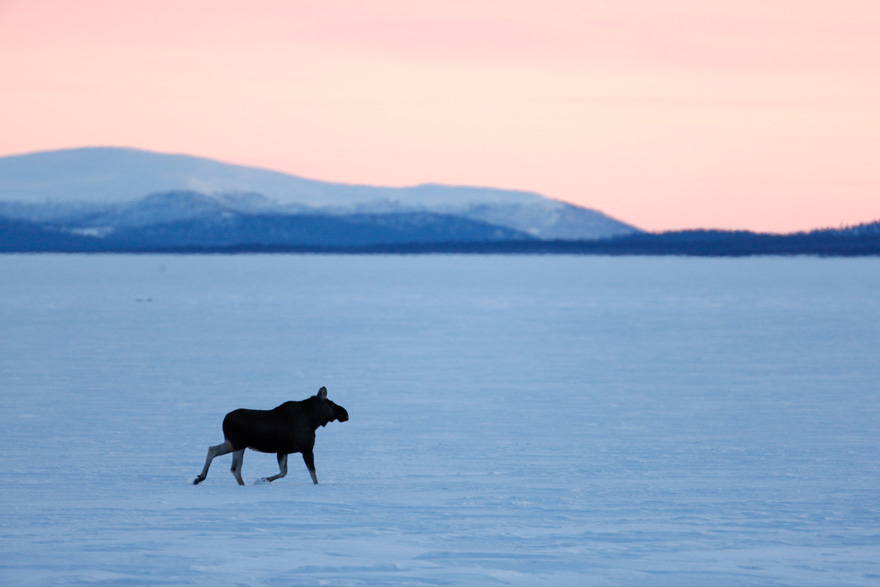 Moose in wintry mountain landscape.