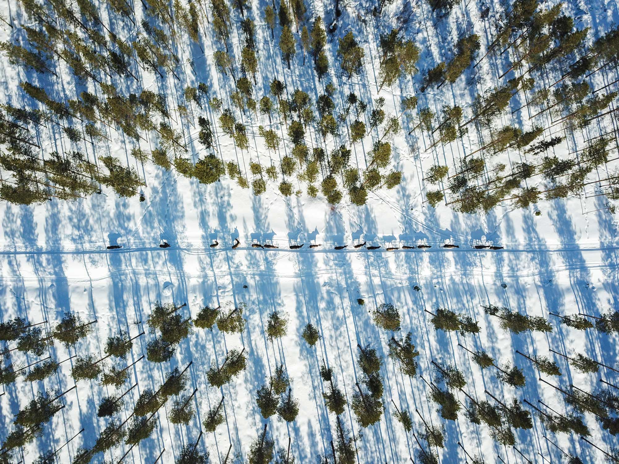 Moose walking in a row in wintry forest photographed from above.