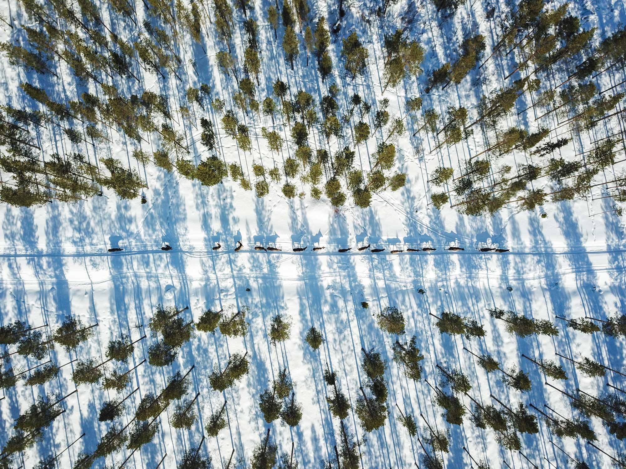 Älgar gående på rad i vintrig skog fotade uppifrån.