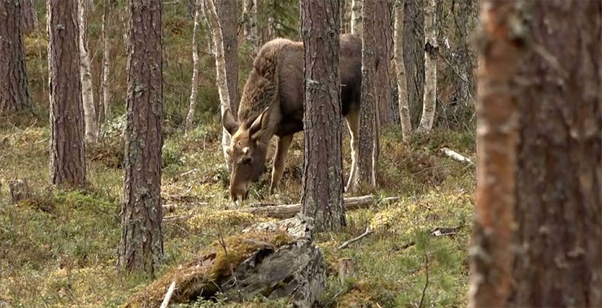 Älg i skog betar bärris.