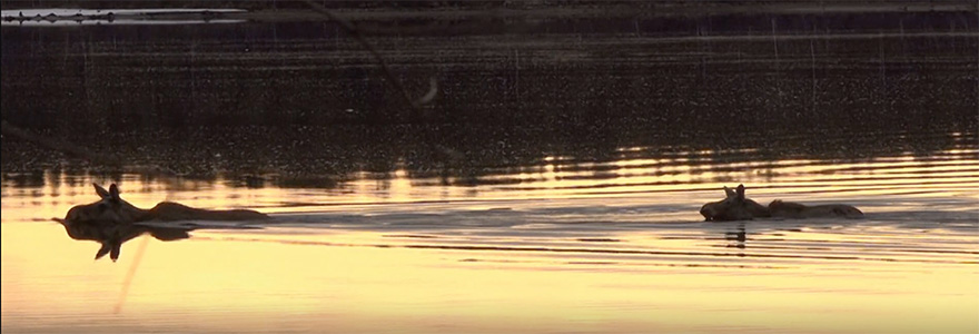 Simmande älgar i solnedgång.