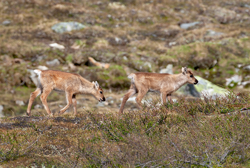 Två renkalvar som jagar varandra på fjället. Foto.