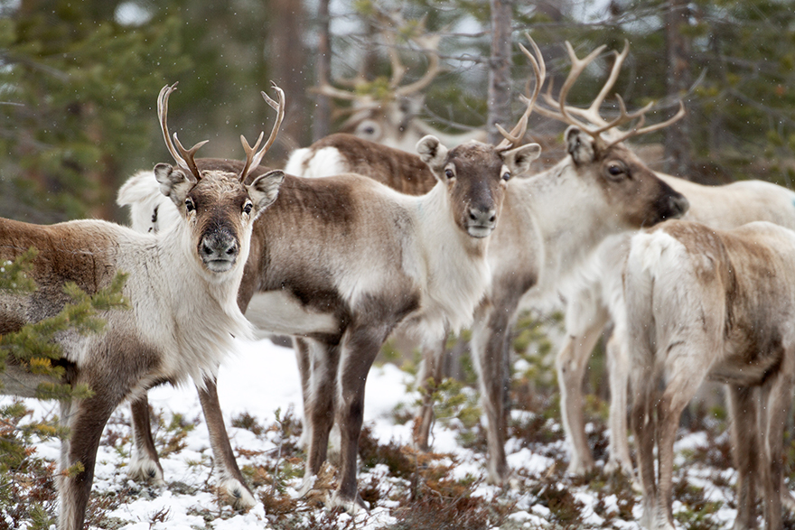 Närbild på renhjord i skogslandskap. Foto.