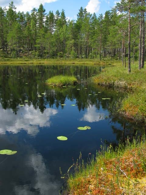 Skogssjö färg 3603V10.JPG