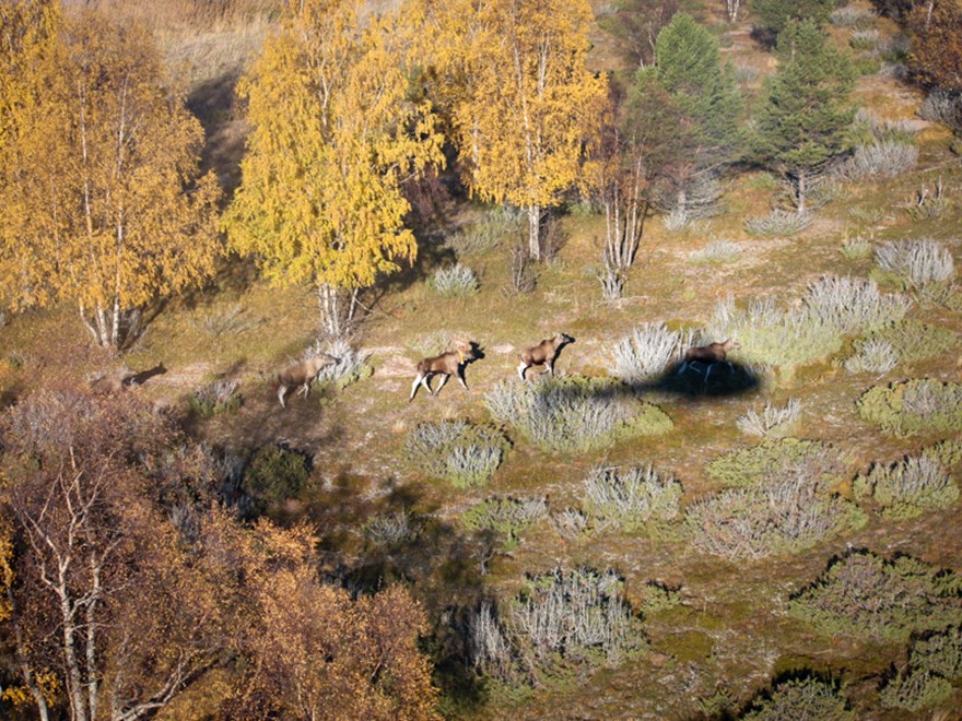 En älgtjur och tre älgkor fotade från en helikopter.