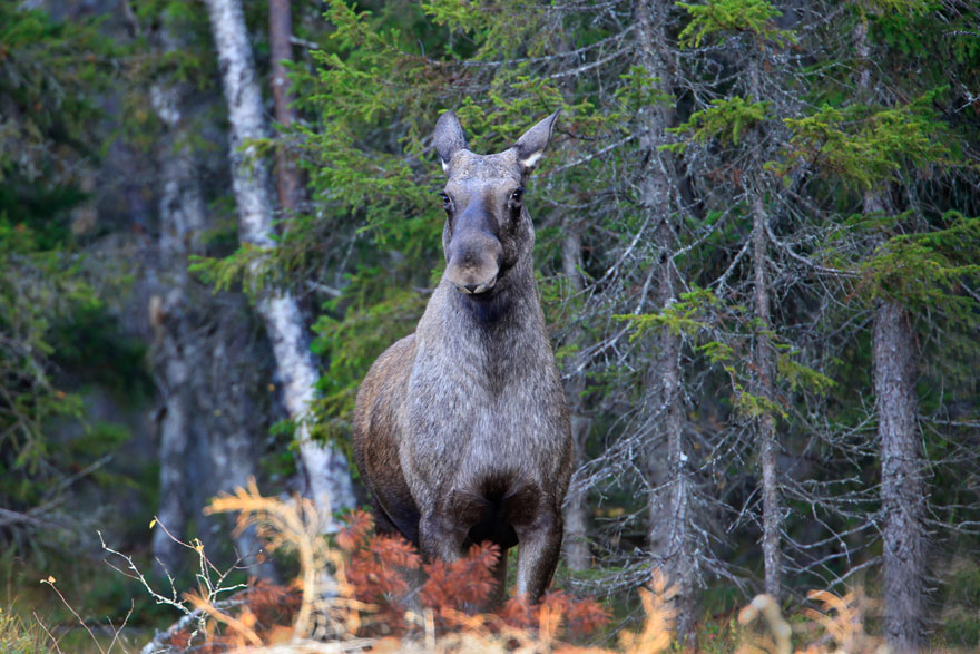 Älg i skog.