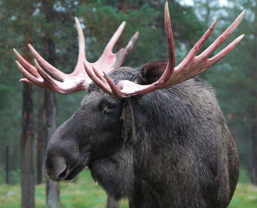 Älgtjur med stora horn.