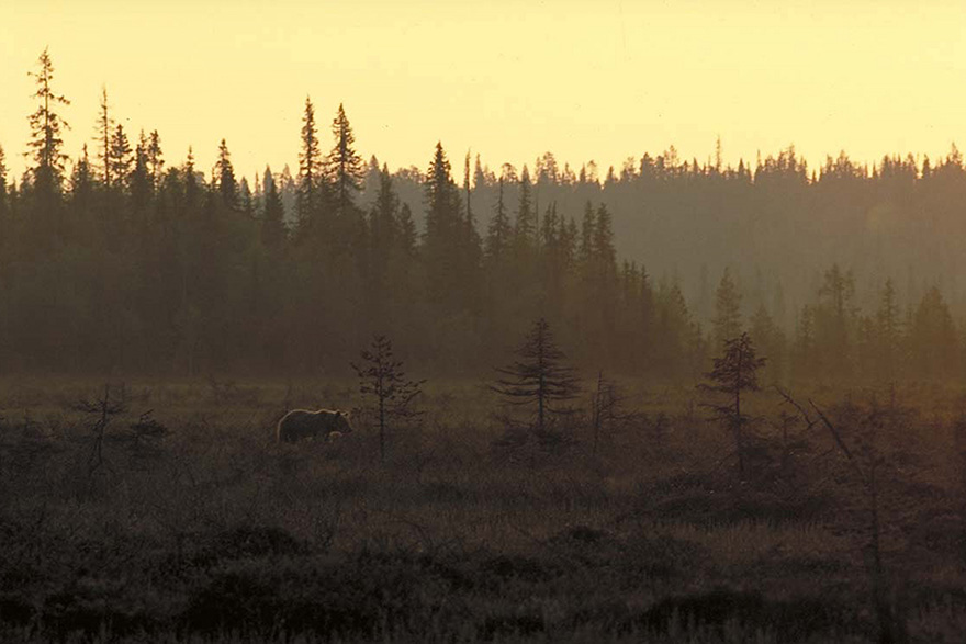 Björn i landskap