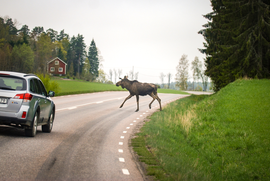 Älg på bilväg, bil kommer körande.