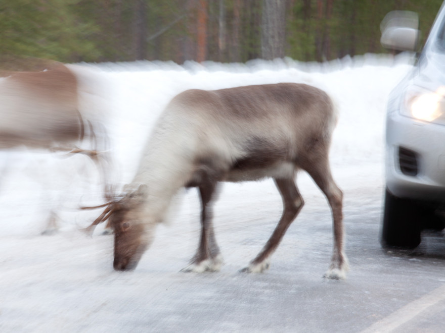 Ren på bilväg där bil passerar.