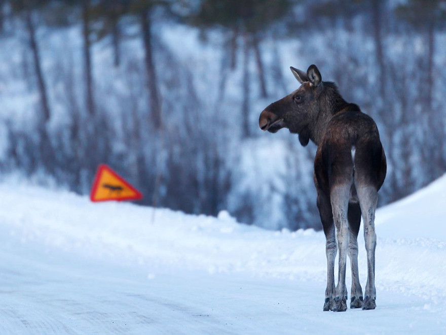 Älg på bilväg vintertid.