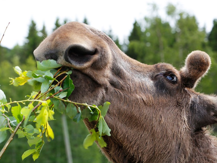 Älg äter löv.