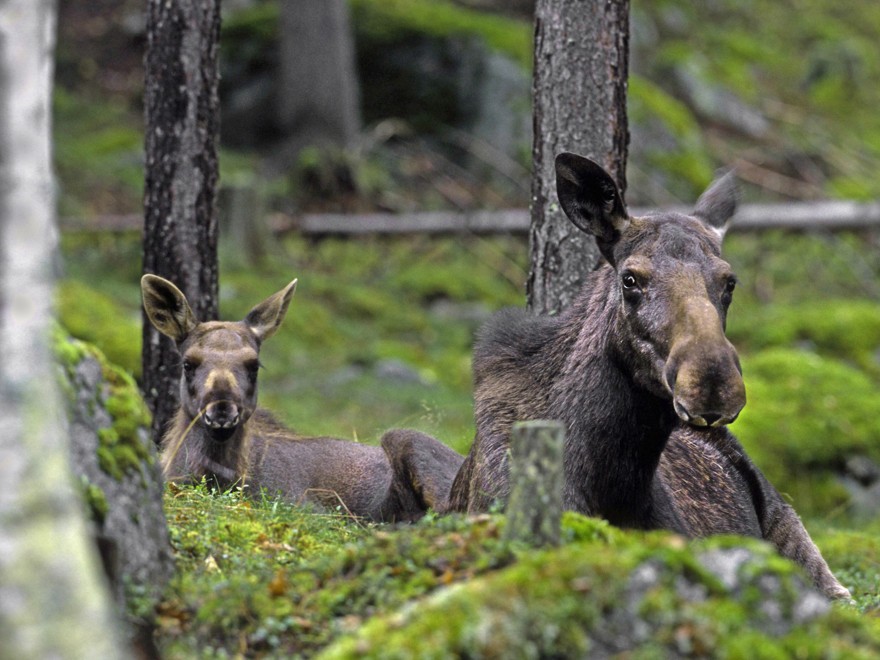 Älgko och kalv ligger ner i skog.