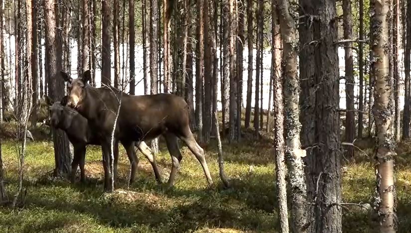 Ko och kalv i skog.