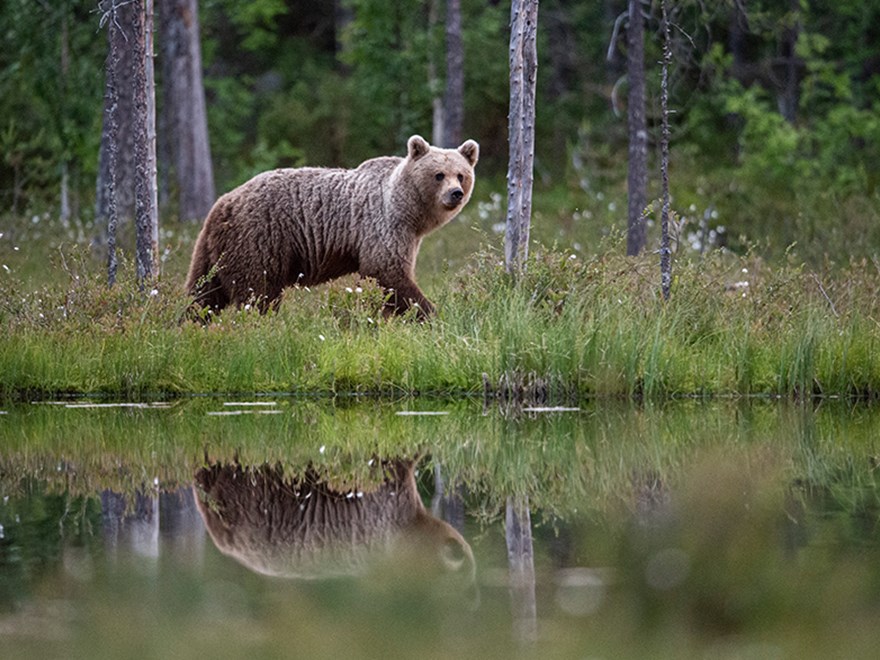 En björn traskar fram och speglas i en sjö
