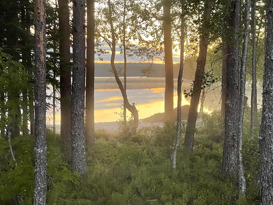 Sommarnattsljus över en sjö, synlig genom lite träd. 