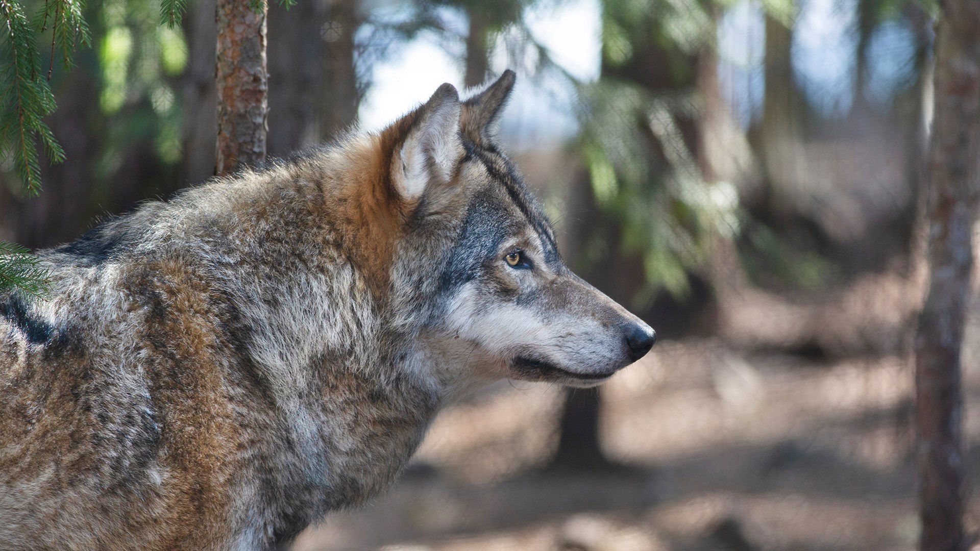En närbild av en varg som visar upp sin profil