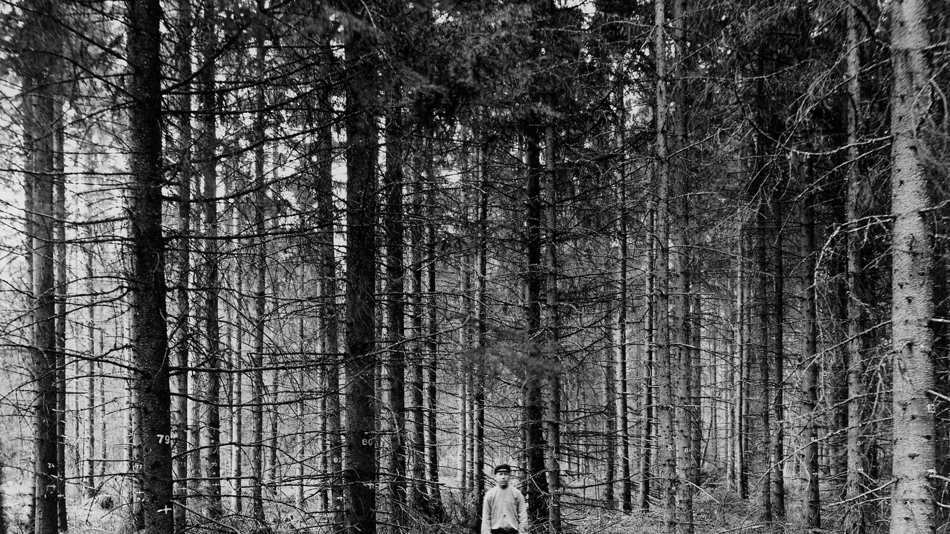 Gransbestånd i Västmanland 1914, en ensam student bland höga granar 