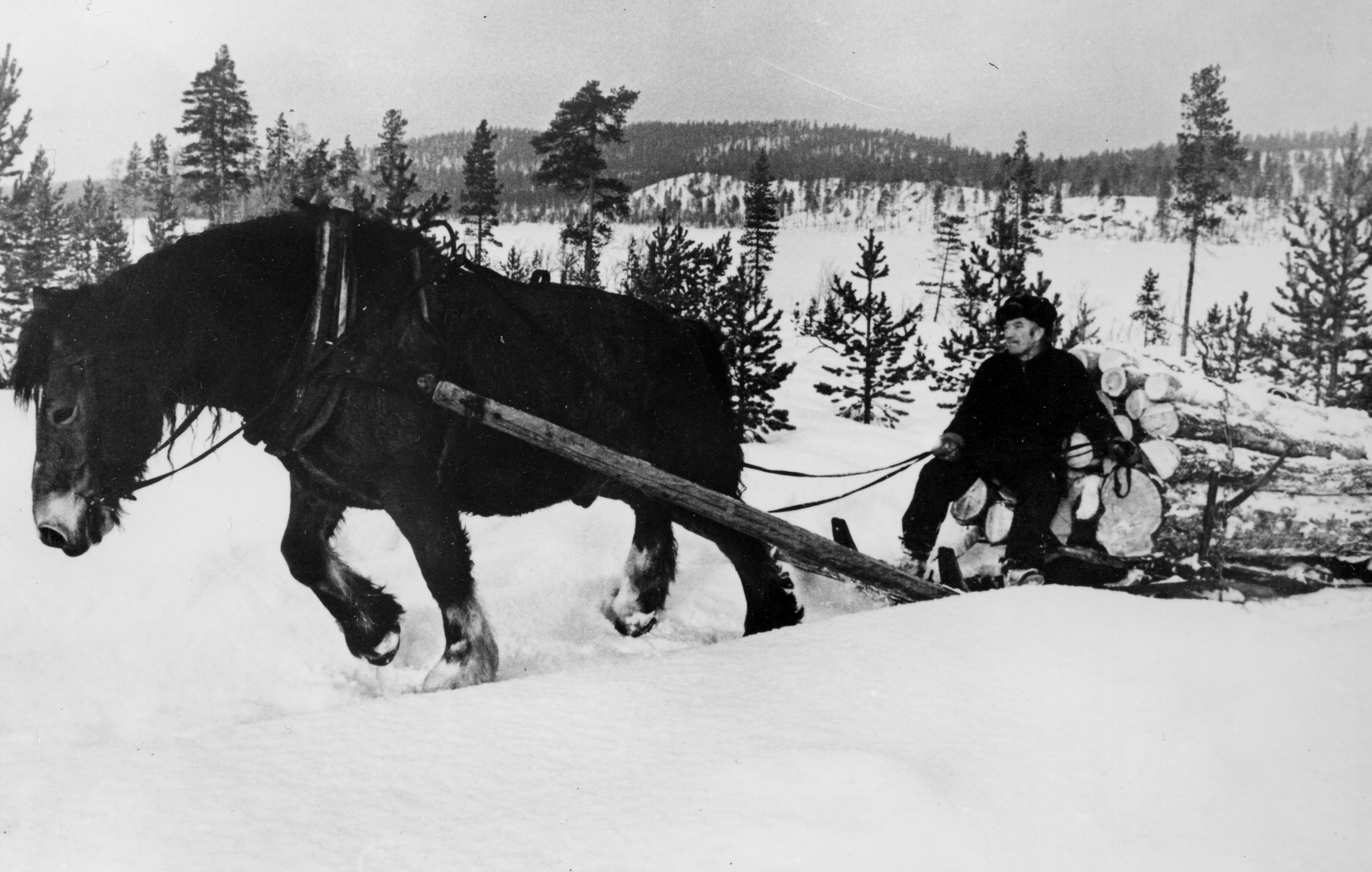 Vinterlandskap, en häst drar ett lass med fällda träd