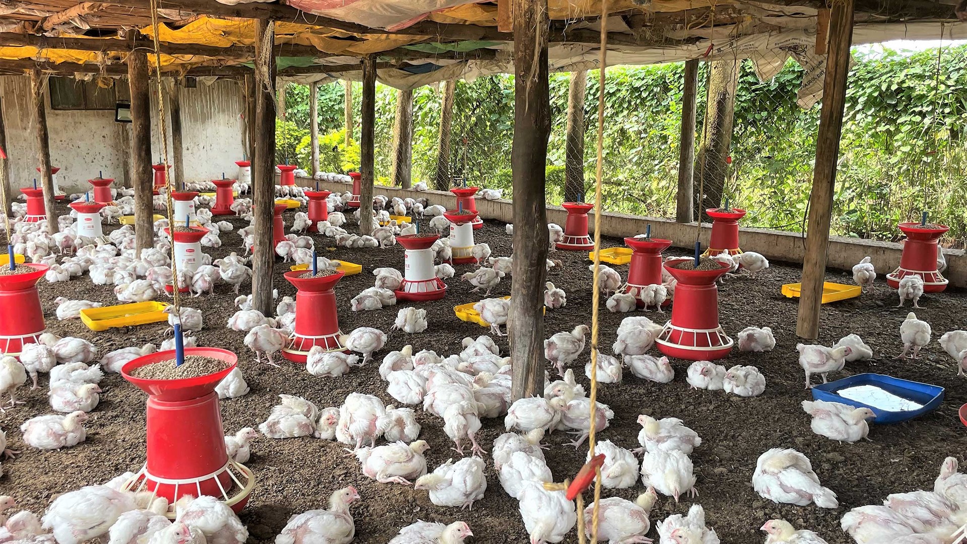 2-storey house with enclosure poultry at a production facility in Uganda. Photo.