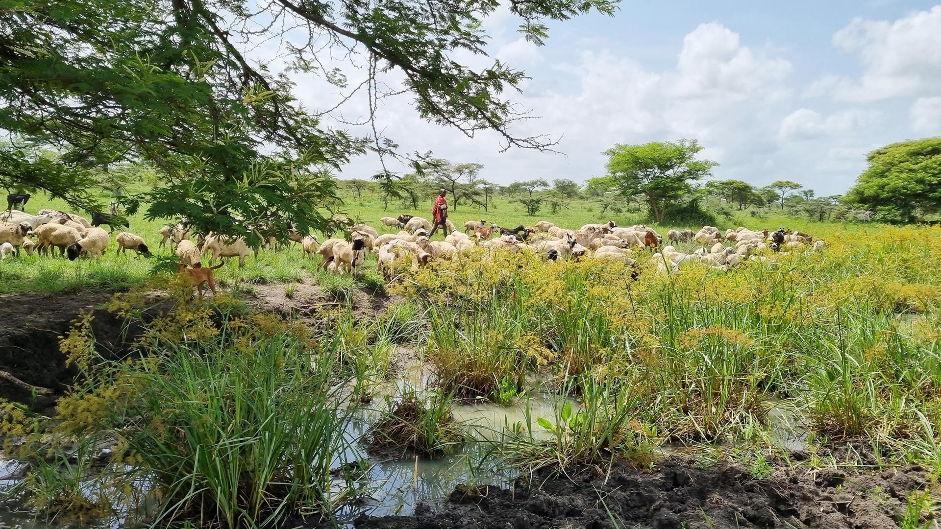 Bild av grön frodig betesmark där får betar. En man vaktar djuren. I förgrunden ett träd och lerig våt mark. 
