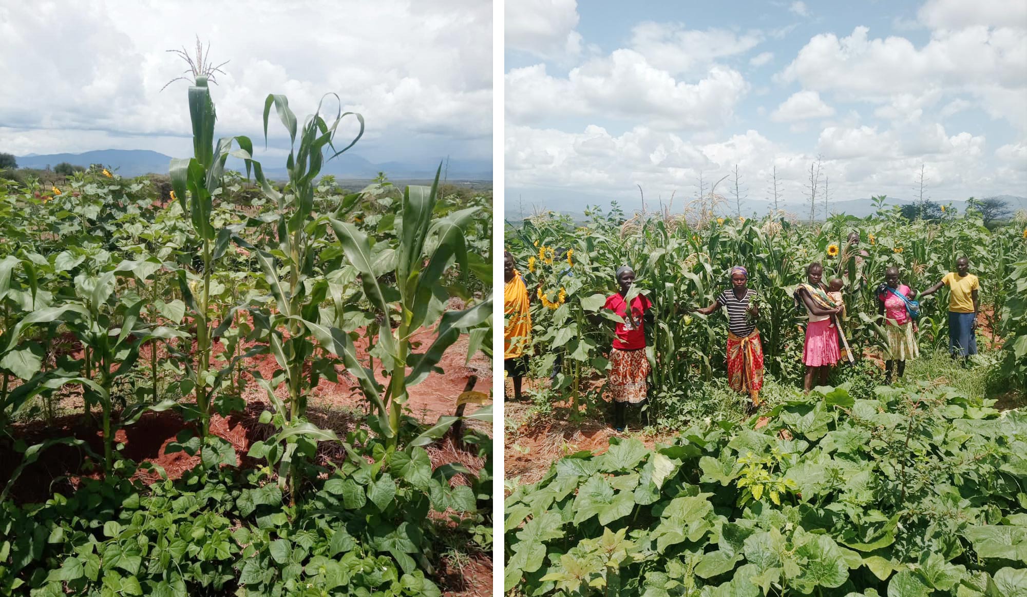 Två bilder, den första en närbild av majs och andra plantor i ett grönsaksland. Den andra visar 6 personer som står i en grönsaksodling omgivna av gröna frodiga plantor. En av kvinnorna på bilden bär ett barn.  