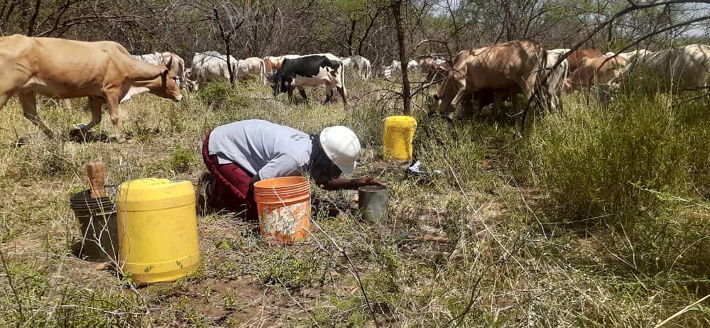 Picture of a person on her knees on the ground. She is surrounded by a few buckets. There are cows in the background. 