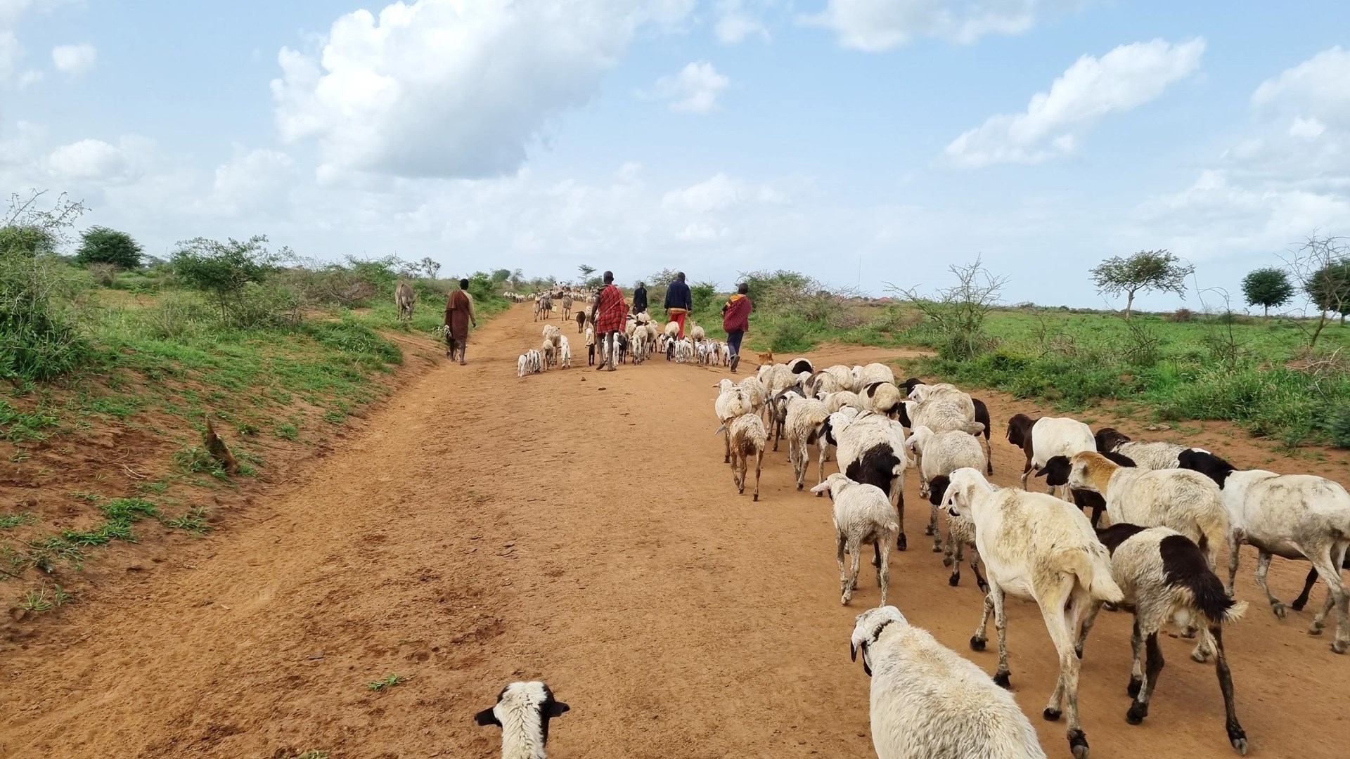 Picture of four men herding a group of goats and sheep along a road. 