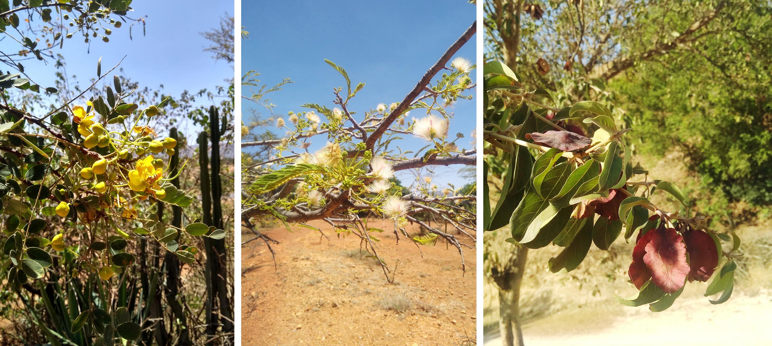 Three pictures of trees, the first one with yellow flowers, the second one with fuzzy white flowers and the third one with reddish dry seed pods. 