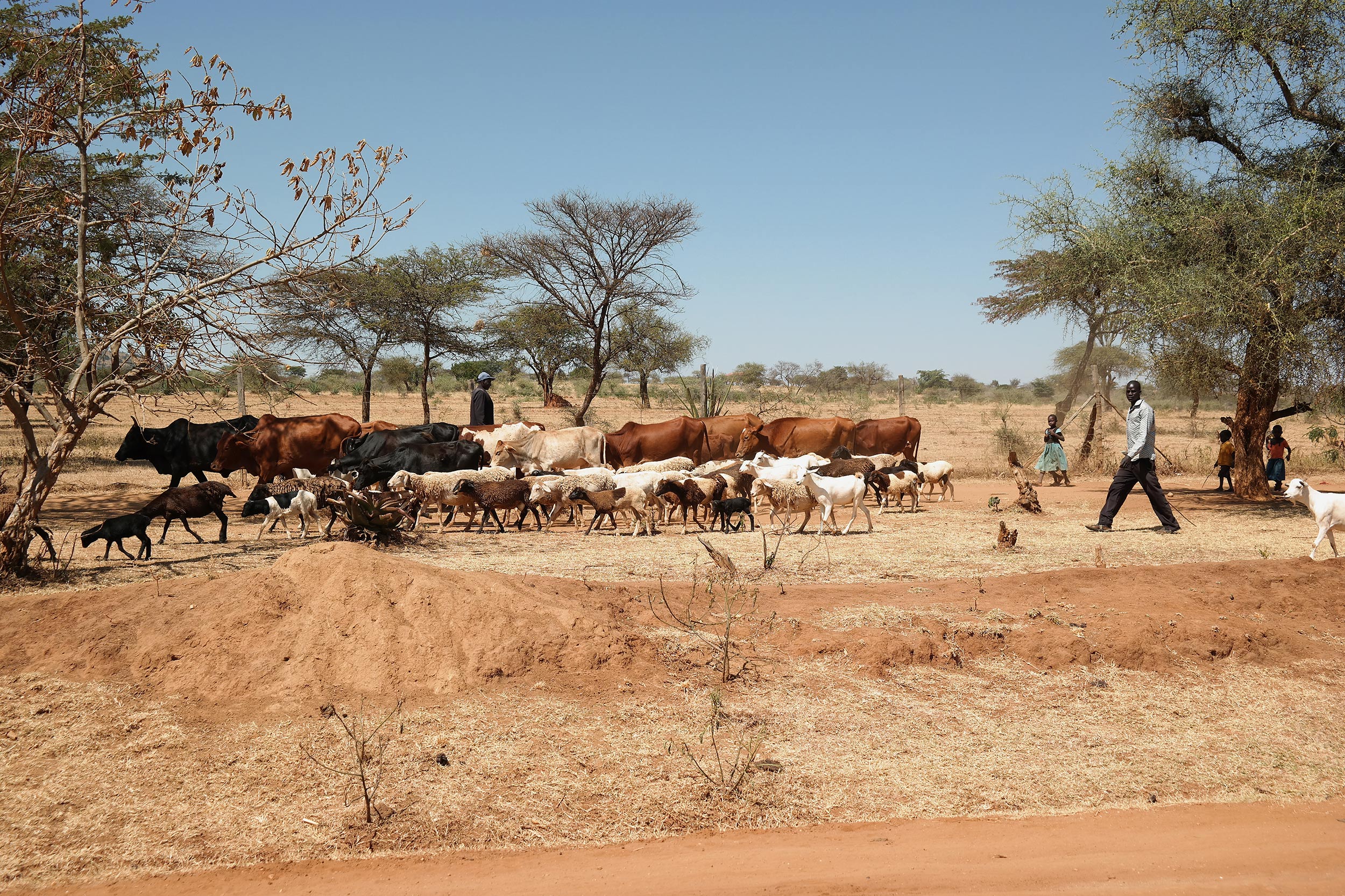 Picture of a dry landscape where cows, sheep, goats and some people travel in a long caravan.