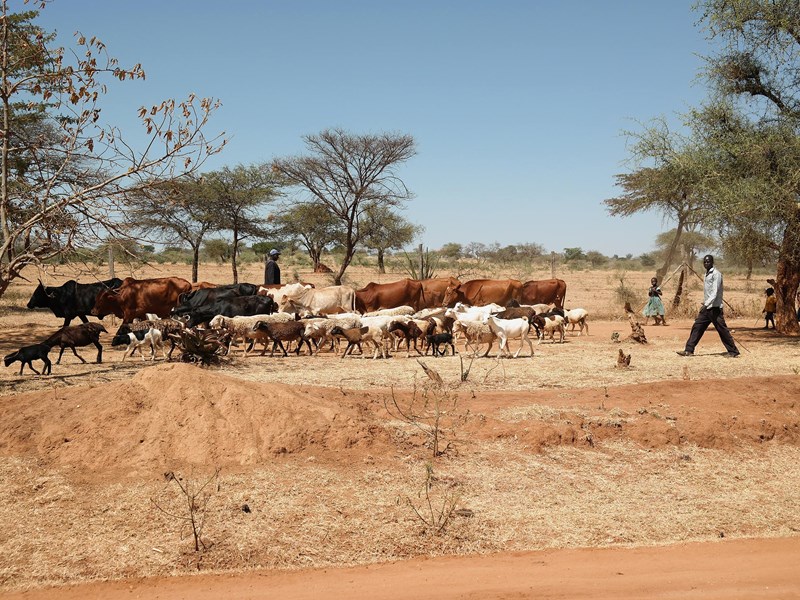 Bild av ett torrt landskap där kor, getter, får och några människor färdas i en karavan. 