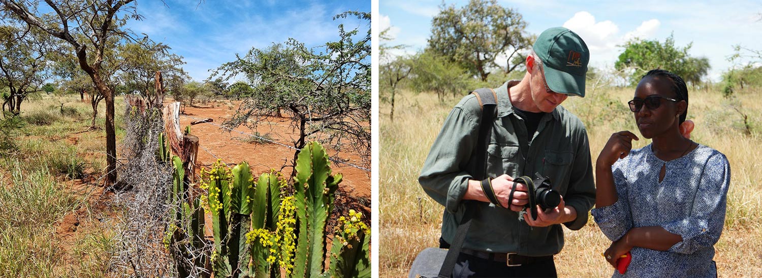 Bild av mark med ett stängsel av kaktusar och andra buskar i mitten. På den vänstra sidan av stängslet är marken grönare och har mer växtlighet än på den högra sidan. Bild av två personer, Göran och Alice.
