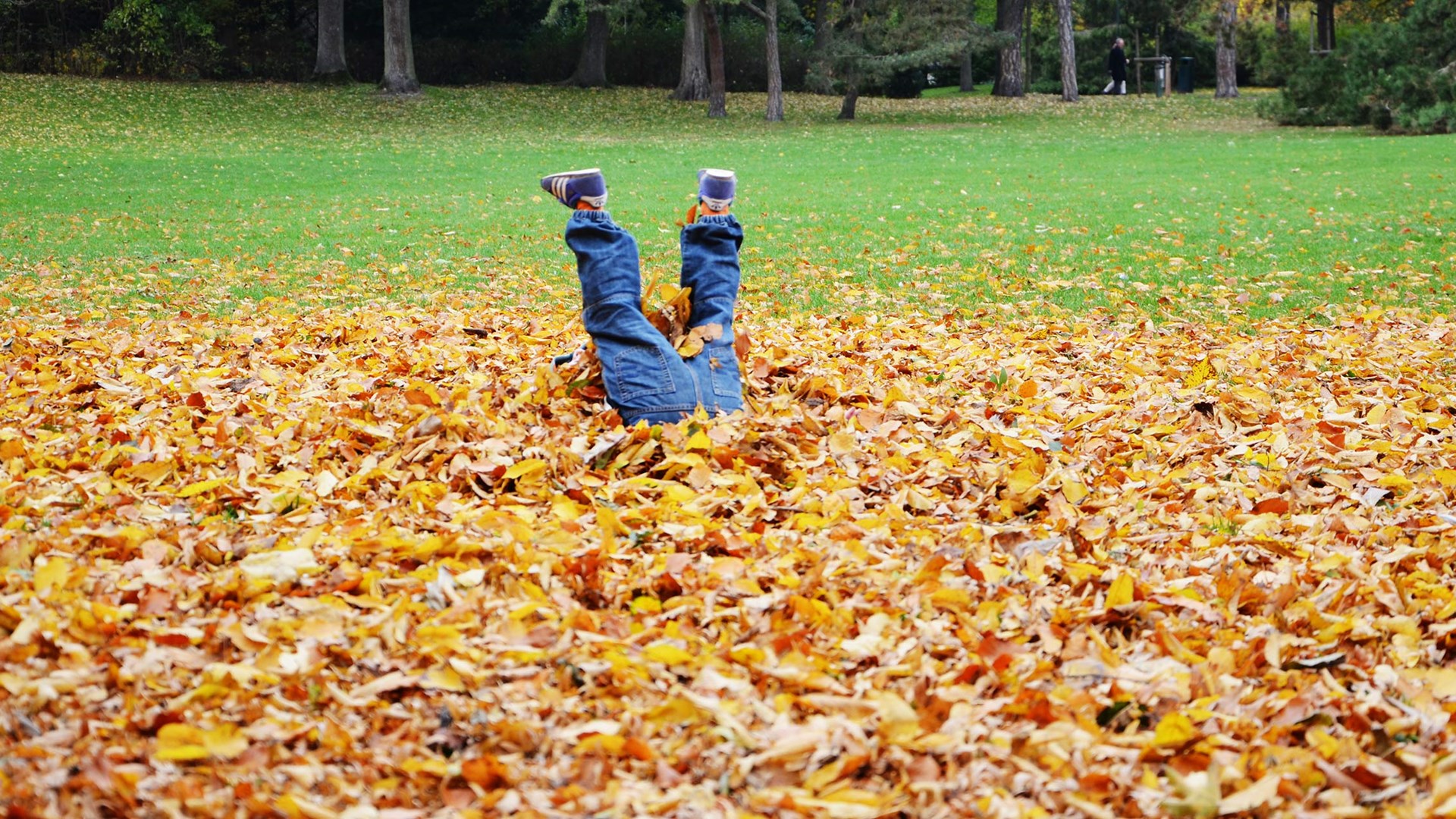 Bild av ett barn som dykt ner i en lövhög i en park så att bara benen sticker upp. I bakgrunden stor grön gräsmatta.