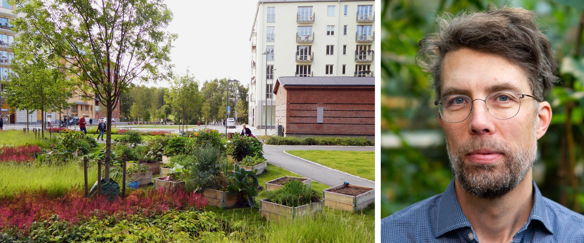 Two pictures, one of urban agriculture in a park and a portrait of Marcus Hedblom.