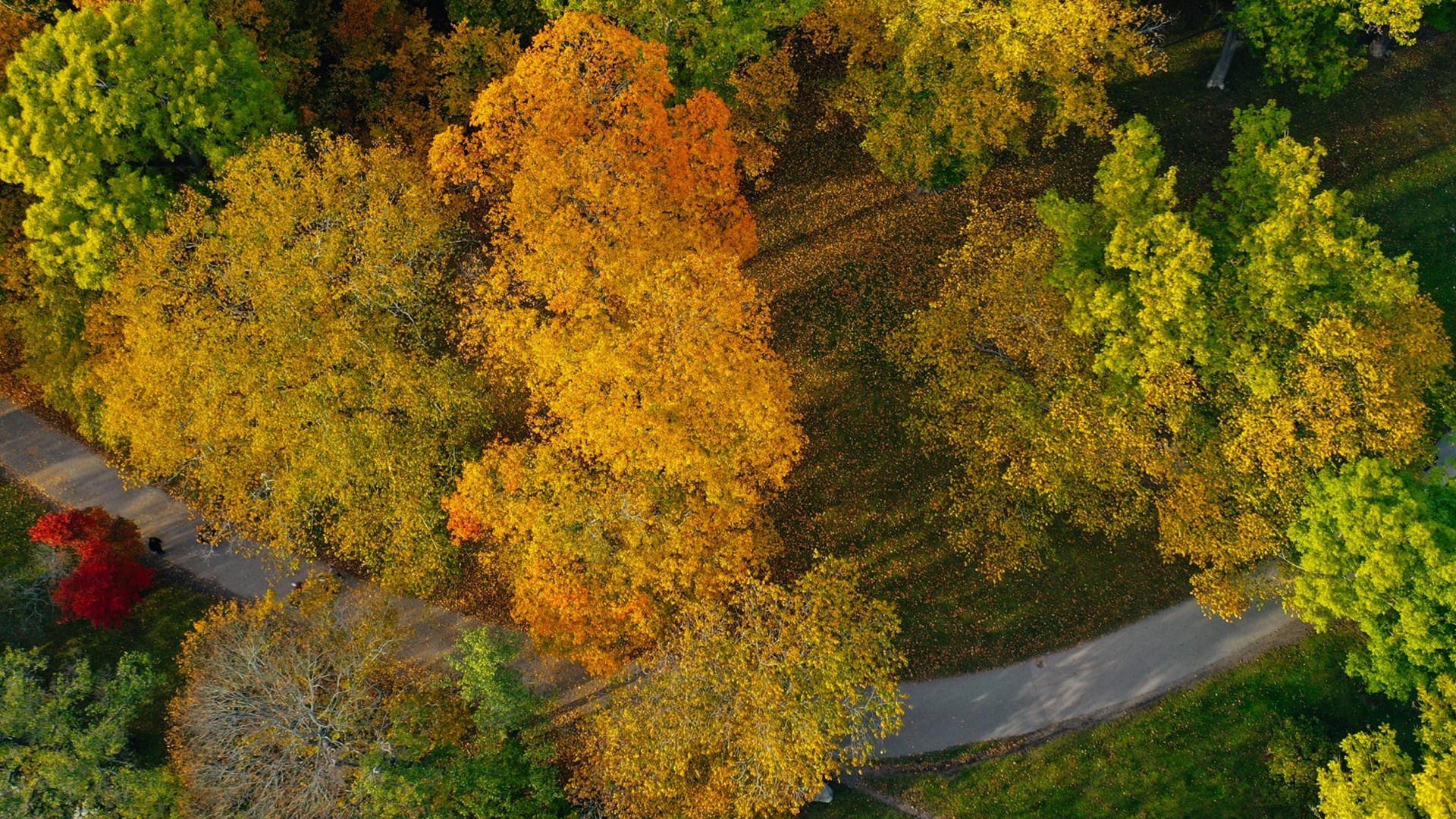 An autumn picture of a park seen from above. We see a walkway that meanders through the picture, and tree tops in different shades of green, yellow and orange.